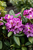 Rhododendron 'Anatevka'