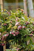 Vaccinium corymbosum 'Sunshine Blue'