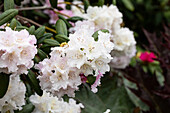 Rhododendron yakushimanum 'Snowcloud'