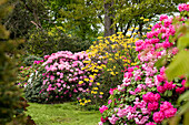 Rhododendron garden