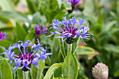 Centaurea montana