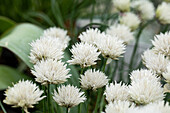Allium schoenoprasum 'Elbe'