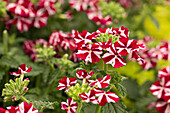 Verbena 'Voodoo™ Burgundy Star'