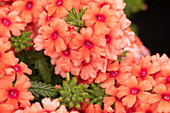 Verbena 'Estrella™ Lobsterfest'