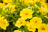 Calibrachoa 'Calibasket™ Yellow'