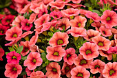 Calibrachoa 'Calitastic™ Strawberry'