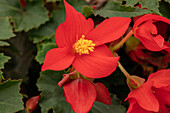 Begonia boliviensis 'Shine Bright™ Red'