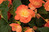 Begonia x tuberhybrida 'Riseup™ Tangerine Xtreme'