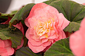 Begonia x tuberhybrida 'Prism Salmon Rose'