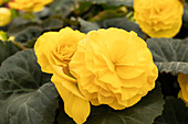 Begonia x tuberhybrida 'Prism Yellow'