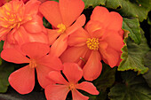 Begonia x tuberhybrida 'Prism Brilliant Orange'