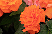 Begonia x tuberhybrida 'Prism Orange Shades'