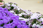 Ageratum 'BUMBLE® Silver'