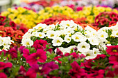 Calibrachoa 'Calitastic™ White'