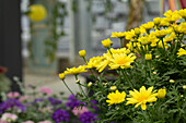 Argyranthemum frutescens 'Beauty Yellow'
