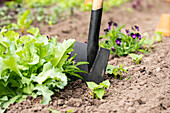 Gardening tools - Spades