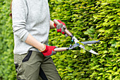 Garden tools - Working with hedge trimmers