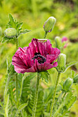 Papaver orientale 'Bolero'