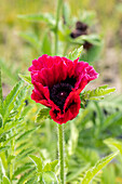 Papaver orientale 'Bolero'