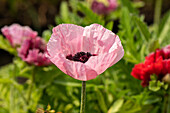 Papaver orientale, pink