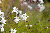 Dianthus arenarius