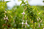 Fuchsia magellanica 'Alba'