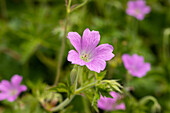 Geranium x oxonianum 'Rose Clair'