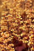 Heuchera Little Cuties 'Blondie'