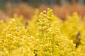 Heuchera Little Cuties 'Blondie in Lime'