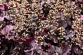 Heuchera 'Rex Purple'