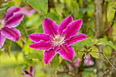 Clematis 'Dr. Ruppel'