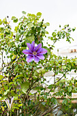 Clematis as a rose companion plant