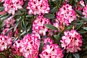 Rhododendron 'Hachmann's Charmant'(s)