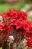 Rhododendron obtusum 'Maraschino'