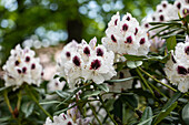 Rhododendron 'Maroon Sappho'