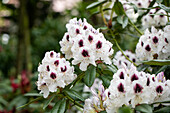 Rhododendron Hybride 'Sappho'