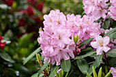 Rhododendron 'Paola'