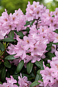 Rhododendron 'Paola'