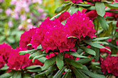 Rhododendron 'Vilem Heckel'