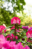 Rhododendron 'Sternzauber'