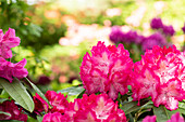 Rhododendron 'Sternzauber'