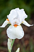 Iris x germanica, white