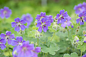 Geranium renardii 'Philippe Vapelle'