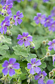 Geranium renardii 'Philippe Vapelle'