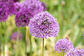 Zier-Allium