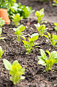 Young vegetable plants