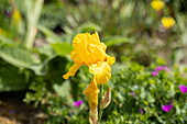 Iris x germanica, yellow