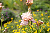Iris x germanica 'Venus in Pink'