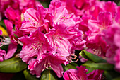 Rhododendron large-flowered, pink