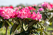 Rhododendron yakushimanum 'Morgenrot'